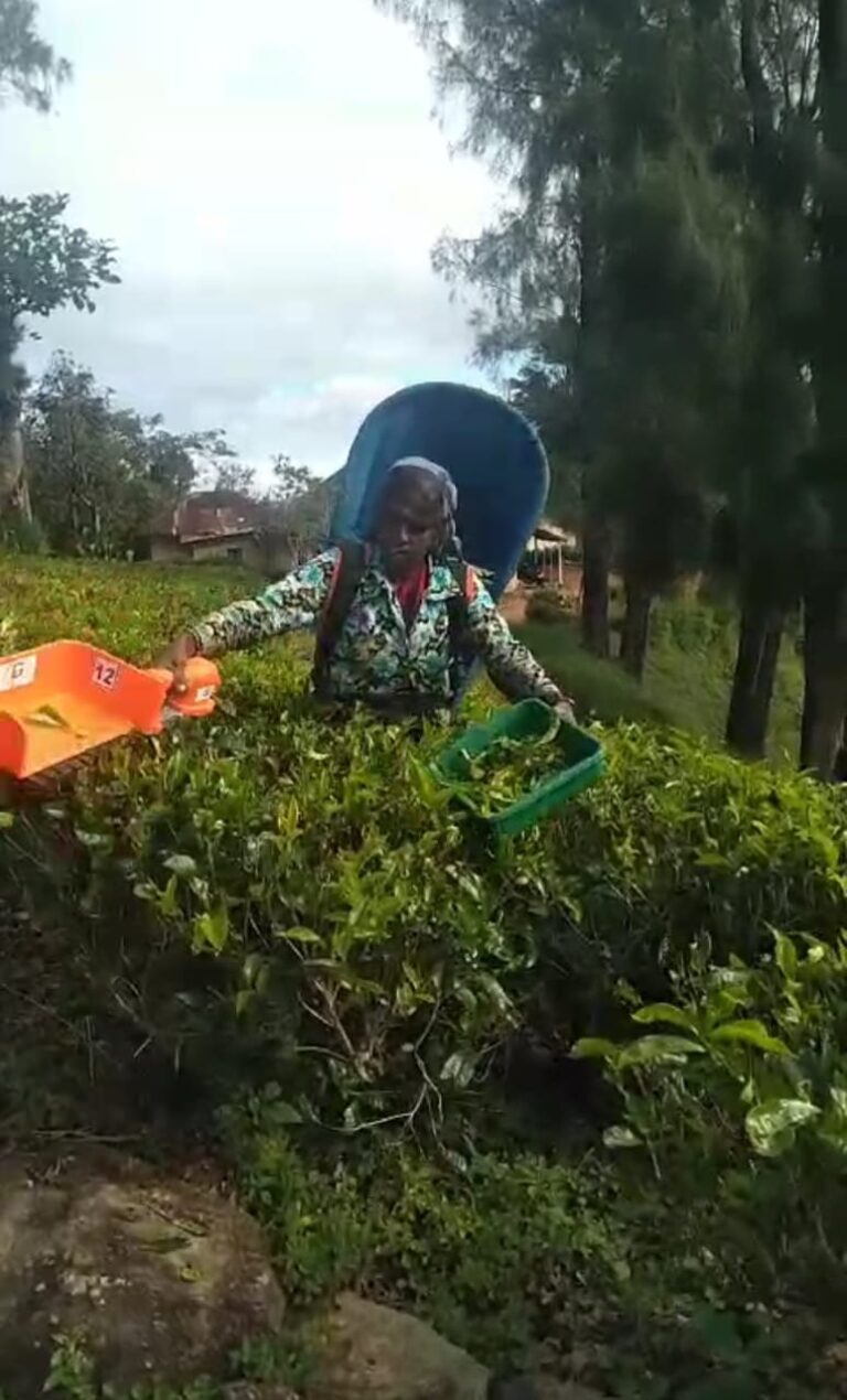 Those Women’s Hands are  Now Equipped & Skilled with Technology – By Nisal Rukshan