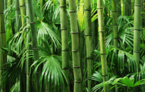 The Marvel of Bamboo – By Nadeeka – eLanka
