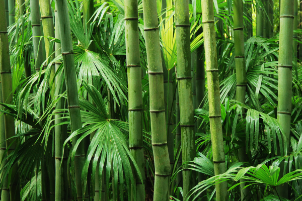The Marvel of Bamboo – By Nadeeka – eLanka