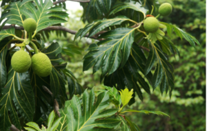 The Ceylon Breadfruit Tree – By Nadeeka – eLanka