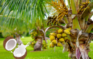 The Coconut Tree: History, Health Benefits, and Uses – By Nadeeka – eLanka
