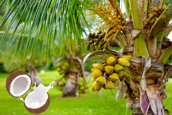 The Coconut Tree: History, Health Benefits, and Uses – By Nadeeka – eLanka