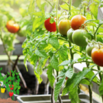 Home Vegetable Garden