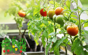 Beginner’s Guide to Starting a Home Vegetable Garden – By Bhanuka – eLanka
