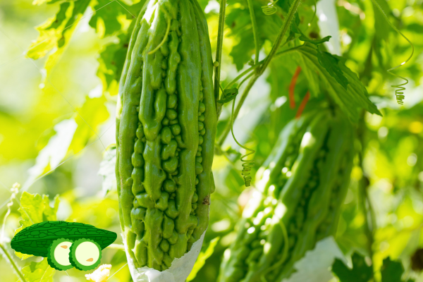 Bitter gourd
