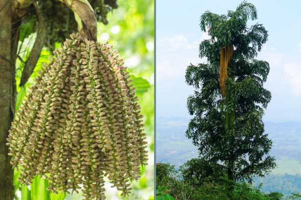 Caryota urens