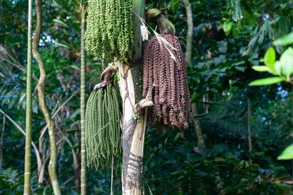 Caryota urens