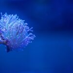 Coral-eLanka