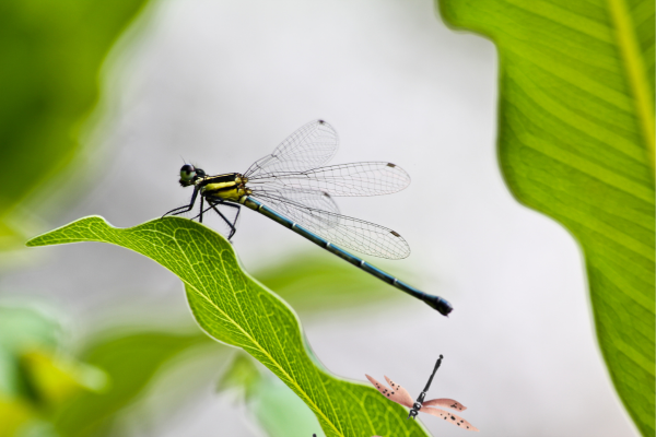 Dragonfly - By Charmaine Candappa