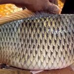 Fish-eLanka