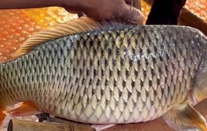 Fish harvest down, meat varieties up by Rs. 50-by Chaturanga Pradeep Samarawickrama