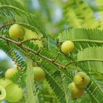 Indian gooseberry