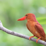 Kingfishers of sri Lanka-eLanka