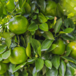 Mandarin Tree