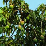 Mango-eLanka 02