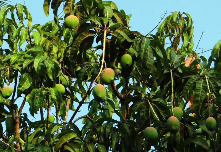 Unlocking the Tropical Delight: The Magnificence of Mangoes-by Kalani-eLanka