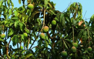 Unlocking the Tropical Delight: The Magnificence of Mangoes-by Kalani-eLanka