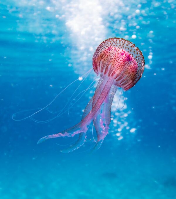 Oceans