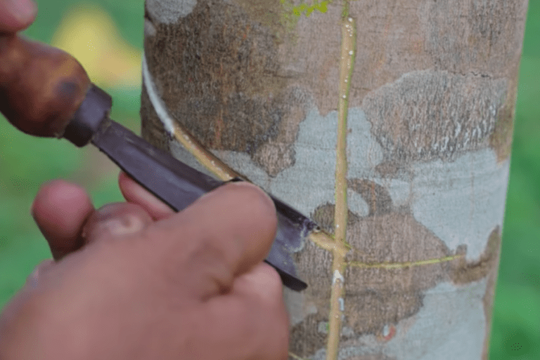 How Sri Lanka makes the Rubber that runs the world