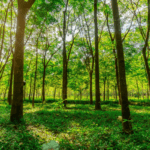 The Growth and Challenges of the Sri Lankan Rubber Industry - By Malsha - eLanka