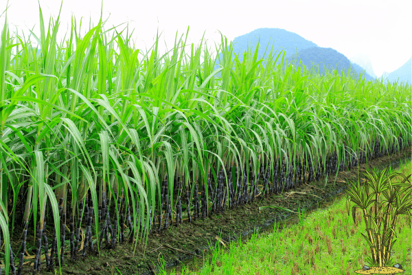 Sugarcane