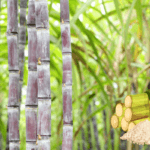Sugarcane