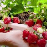 strawberry cultivation-eLanka