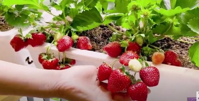 First model village for strawberry cultivation established in Nuwara Eliya-by Chaturanga Pradeep Samarawikrama