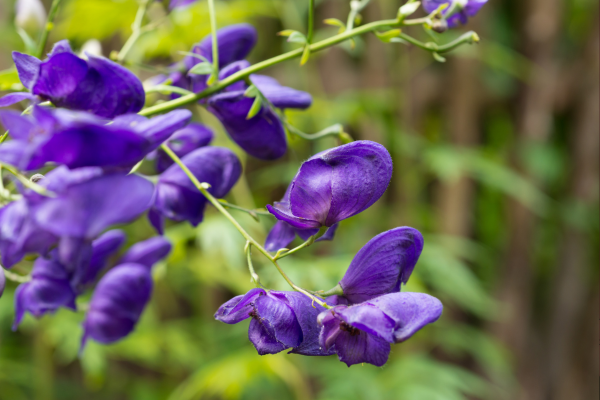 Aconitum ferox