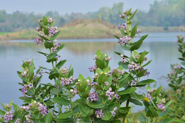Calotropis gigantea