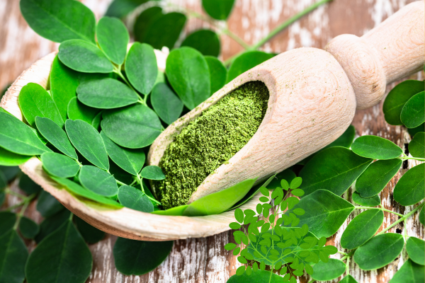 Moringa tree