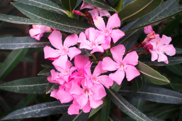 Nerium oleander
