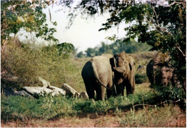 ONE HUNDRED AND FIFTY YEARS AFTER ROGERS 7