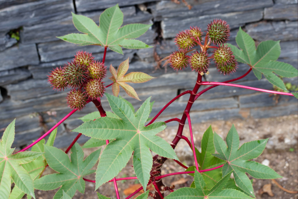 Ricinus communis