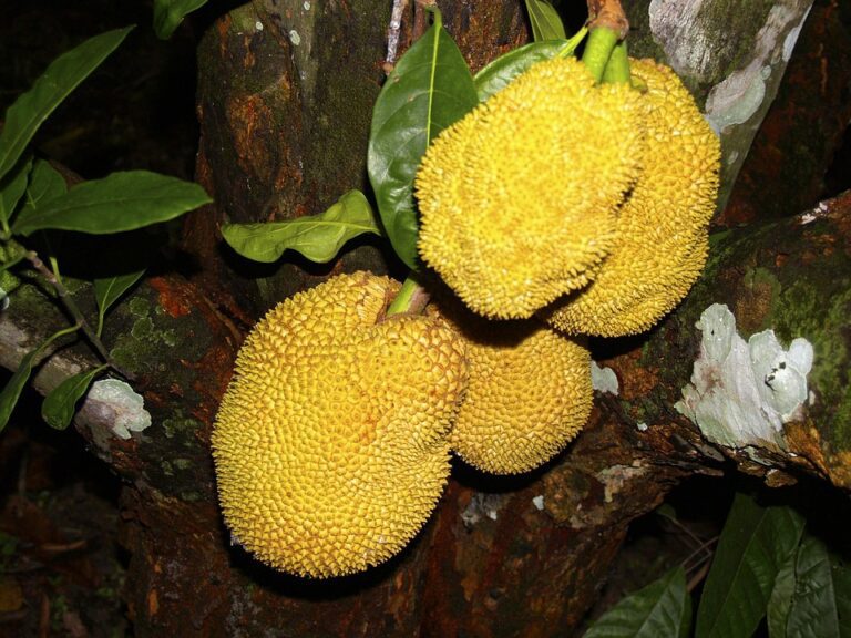 Ripe Jackfruit (Waraka) in Sri Lanka: A Culinary and Cultural Delight-by Kalani-eLanka