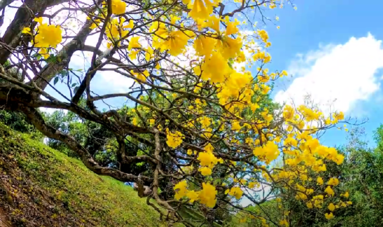 Memories of Peradeniya University Campus Sparked by A Visit in 2012-by Rex Olegasegaram