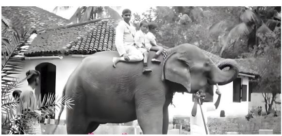 elephant