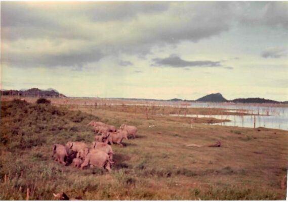 elephant