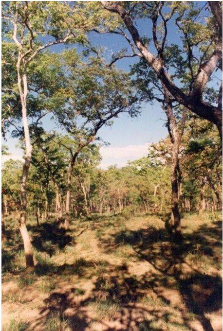nilgala