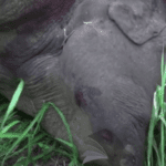 Elephant shot dead by police-eLanka