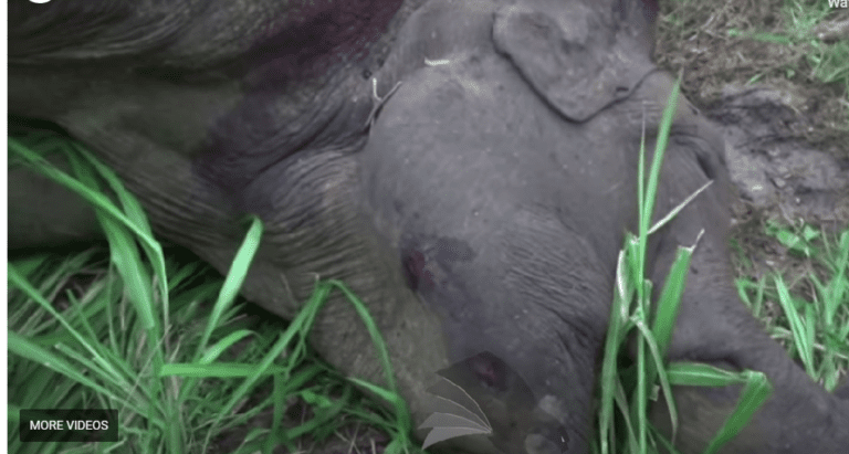 Elephant shot dead by police-By Kanchana Kumara