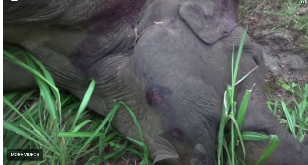 Elephant shot dead by police-eLanka