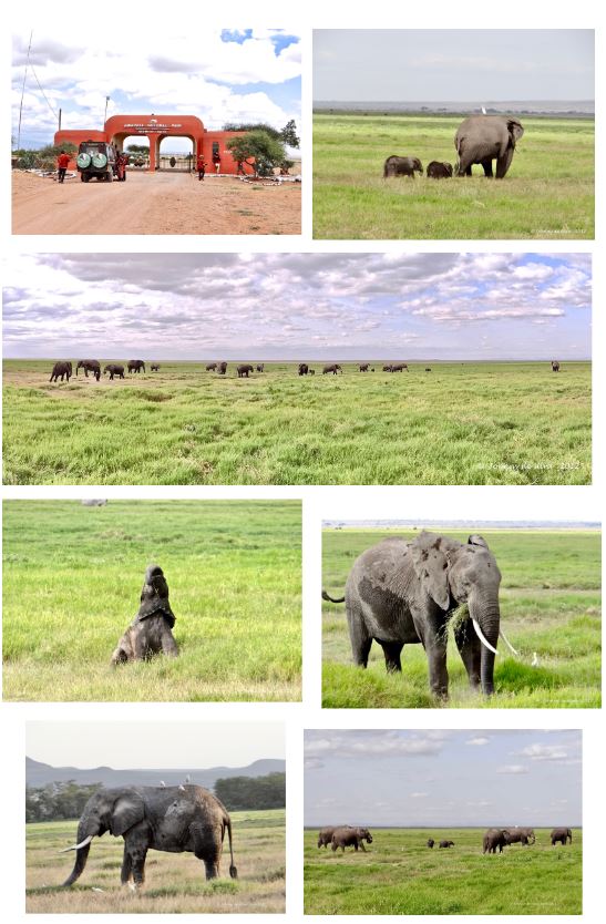 OUR AFRICAN SAFARI 