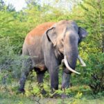 World Elephant Day 2024 highlights the challenges of human-elephant conflict in Sri Lanka.