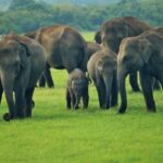 Asian elephants facing habitat loss and increasing conflict with humans in Sri Lanka.