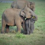 Sri Lanka Wildlife Conservation Society founder Ravi Corea discusses rising elephant deaths
