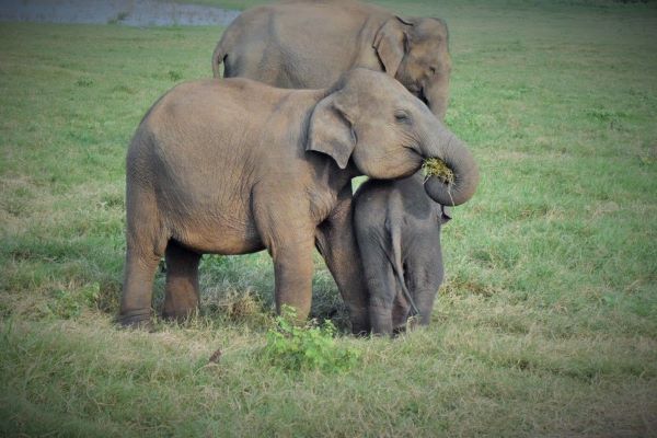Sri Lanka Wildlife Conservation Society founder Ravi Corea discusses rising elephant deaths