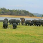 Strategies to mitigate human-elephant conflict through electric fencing in Sri Lanka