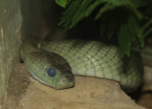 snakebite-eLanka