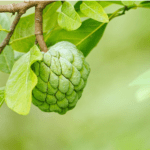 Anoda Fruit-eLanka